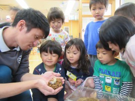 とびだせおひさまっこ]◇カブトムシの飼育◇ - おひさま保育園